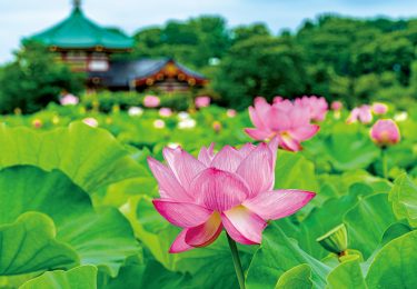 東京都台東区 上野恩賜公園　不忍池のハス